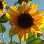 Wunderschöne Sonnenblume