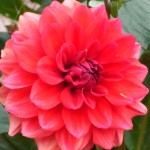 Dahlie